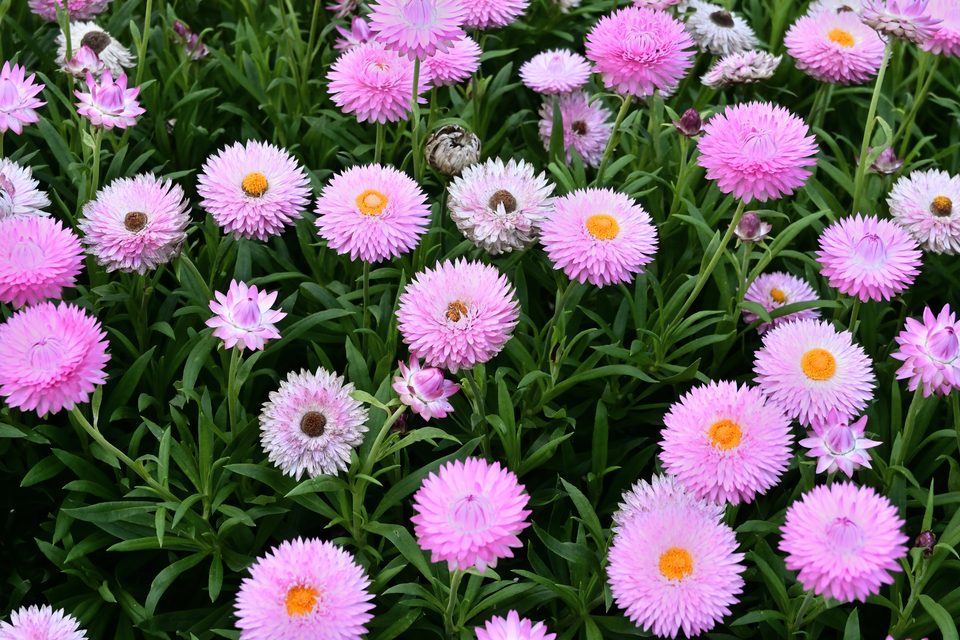 花丛1