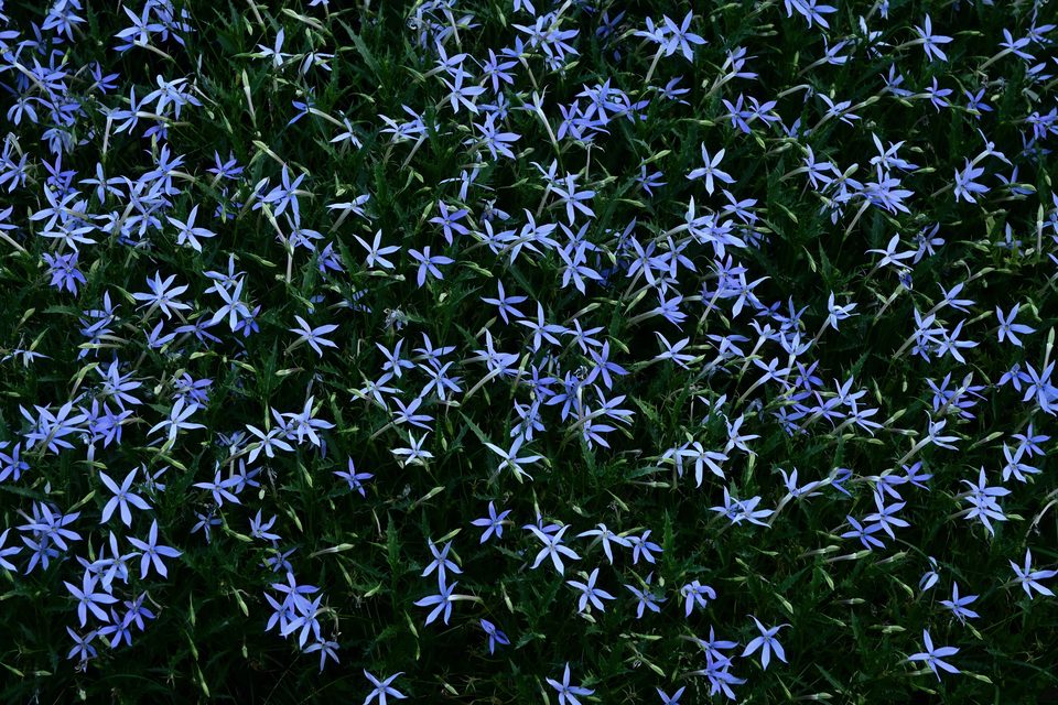 花丛3