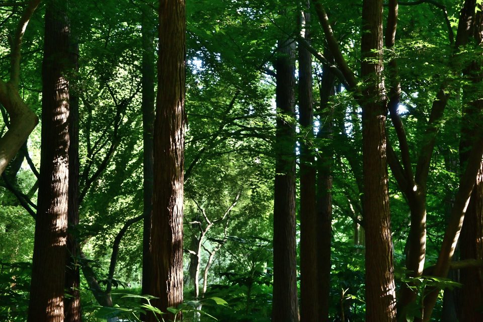 绿野仙踪6