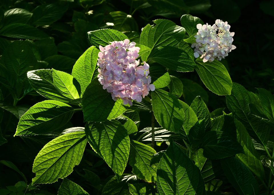 独花之姿