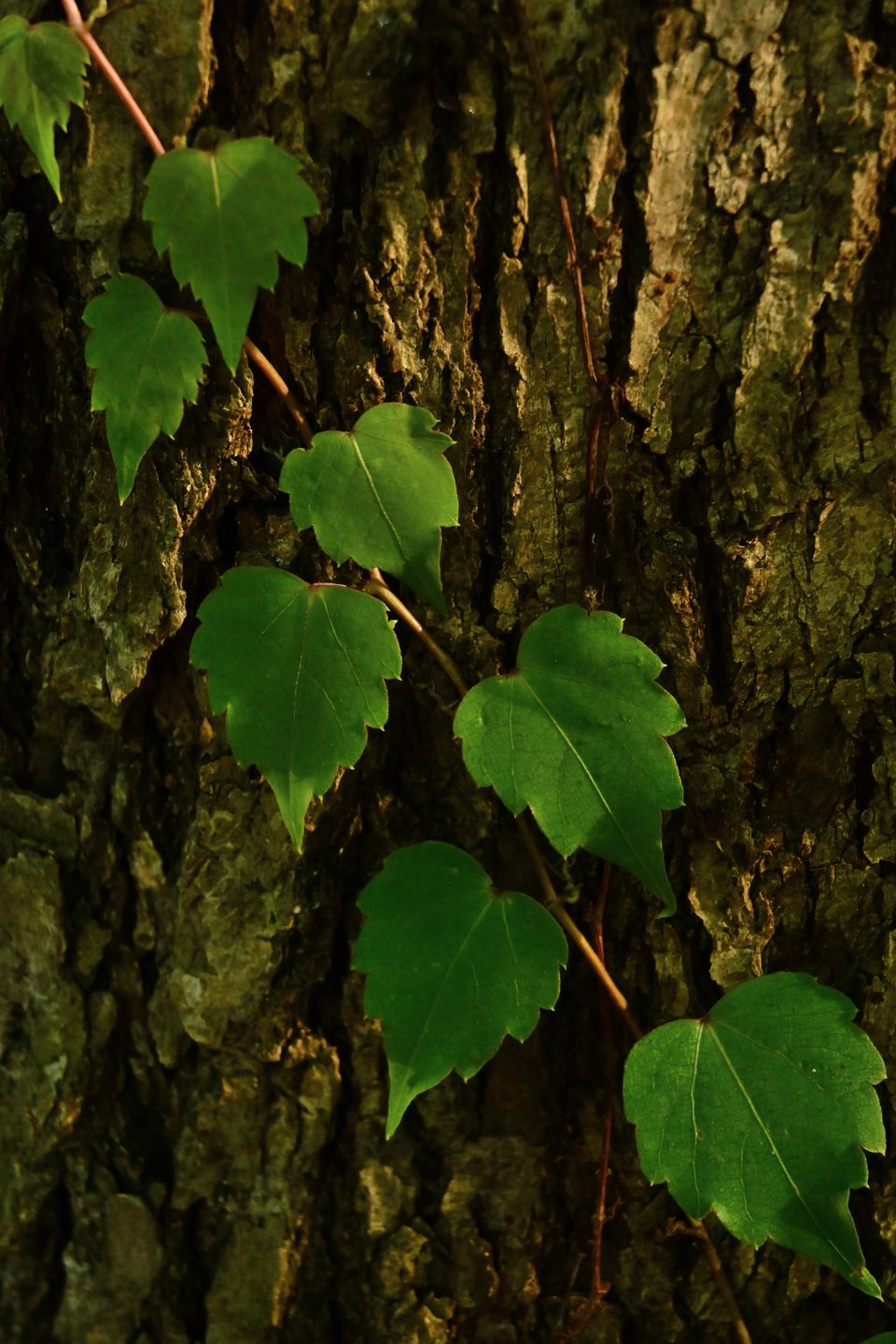 爬山虎2