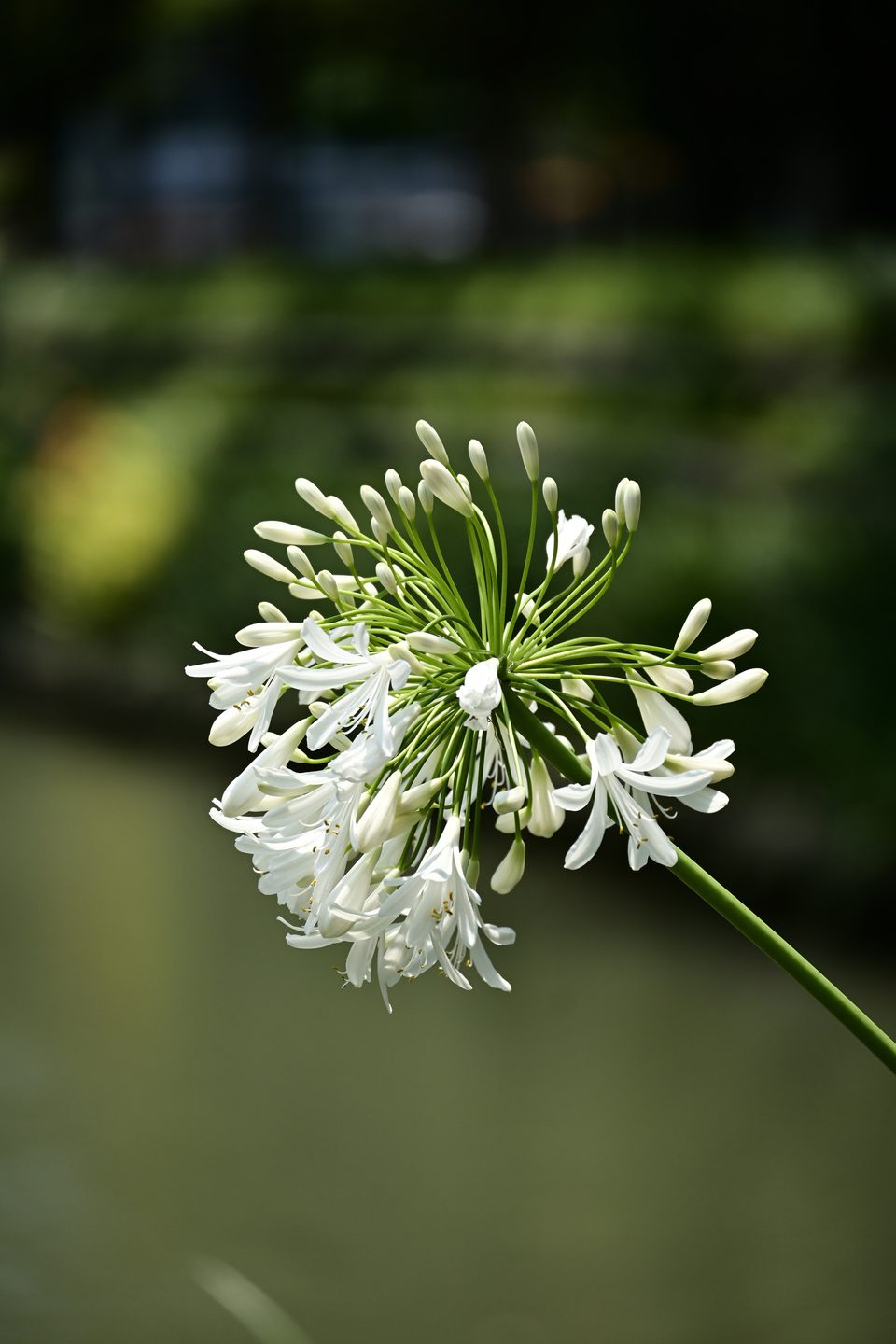 哈尔滨花