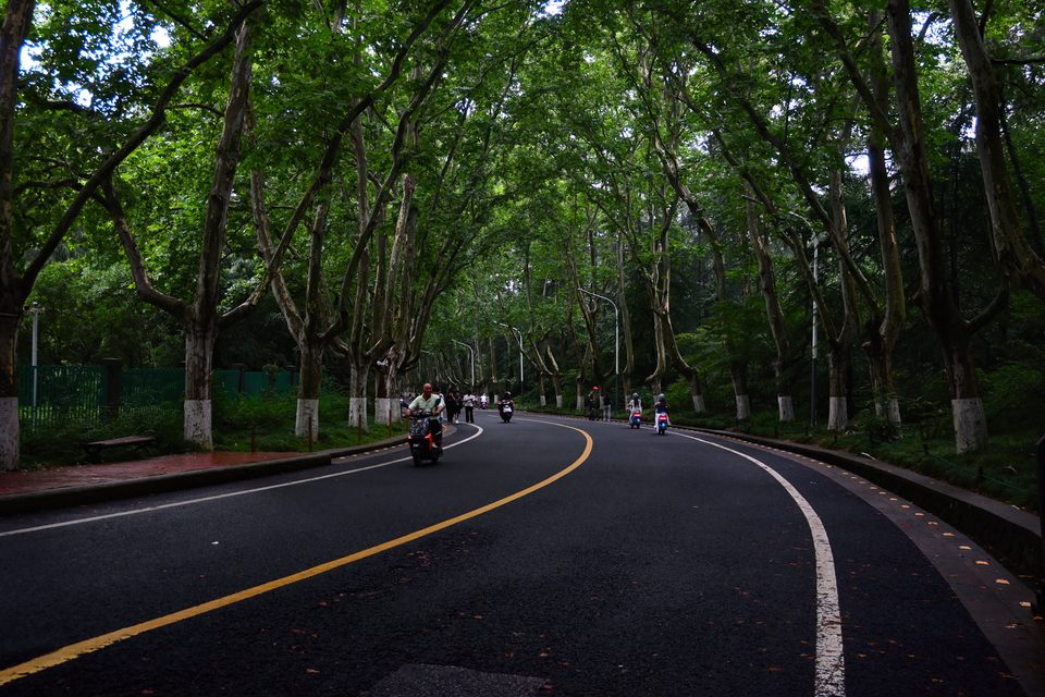 梧桐路上