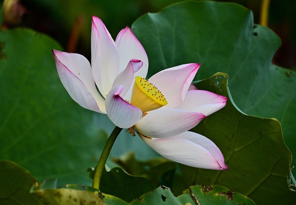 荷花2