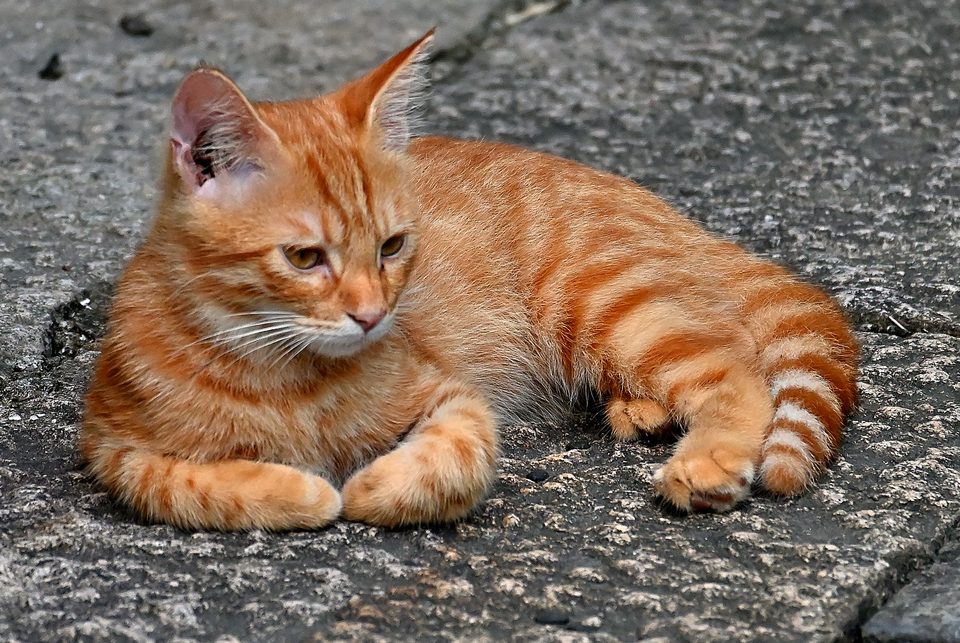 猫2