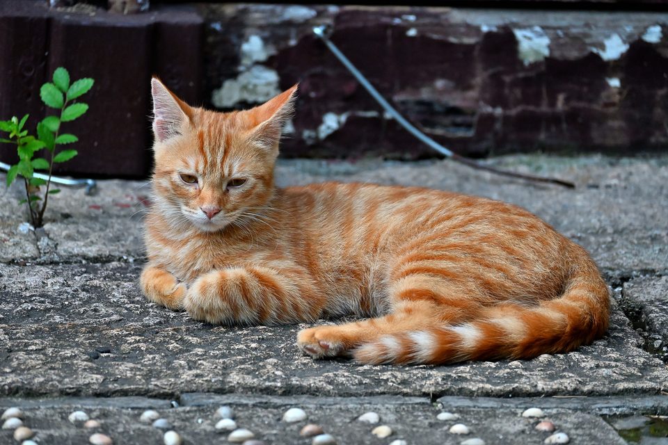 猫1