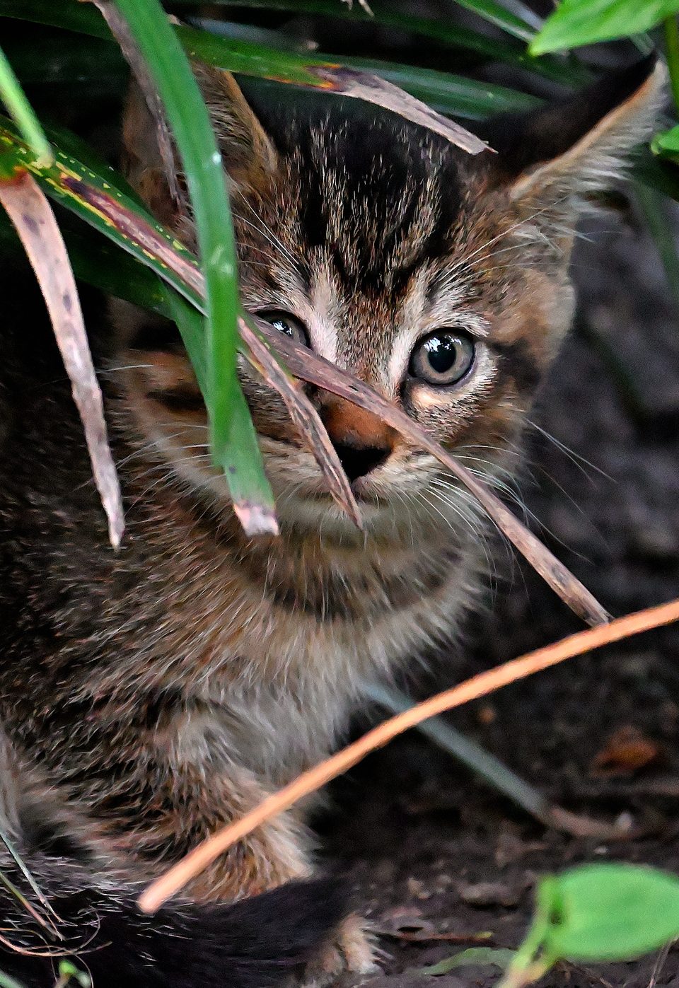 猫4