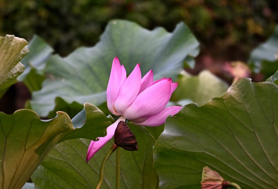 花1